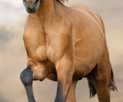 Osuška KŮŇ - HORSE brown