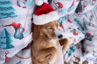 🎄 Vánoce se blíží a naši vánoční skřítci už obsadili postel! 😴 Naštěstí se o ni podělí – pokud jim slíbíte, že budete...